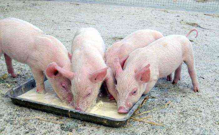 Healthy piglets