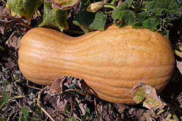 Pumpkin Vitamin – a late-ripening variety with a high content of carotene