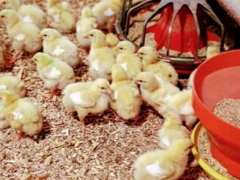 Purina feed for broilers: composition, selection and feeding features
