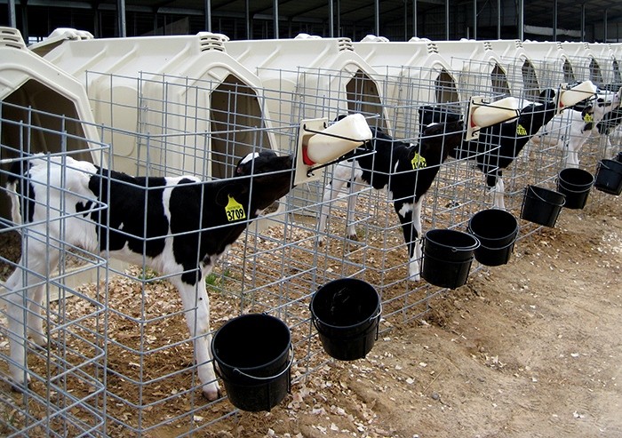 Raising calves in the milk period according to an individual method