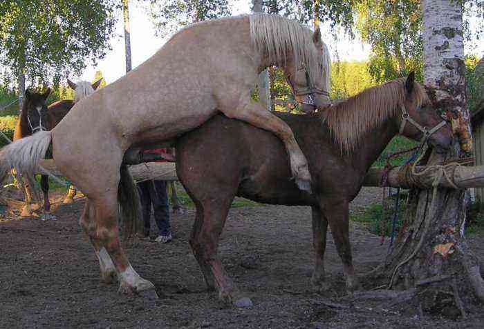 Random illness of horses