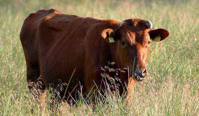 Red Danish cow breed