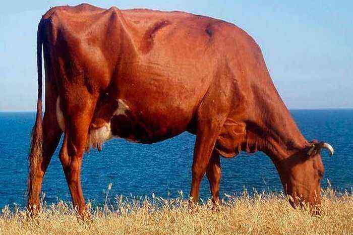 Red Gorbatovskaya breed of cows