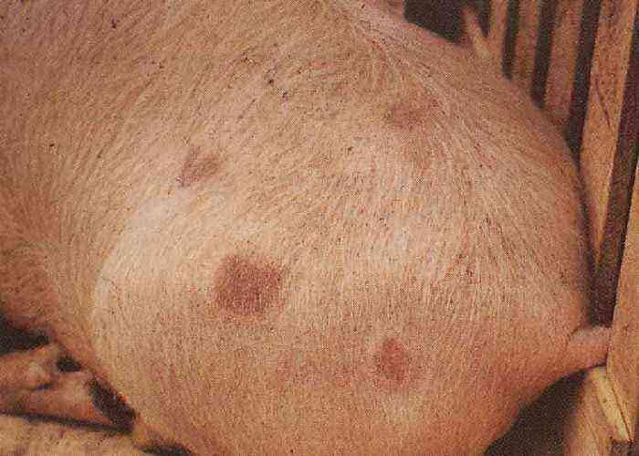 Red spots on the skin of pigs
