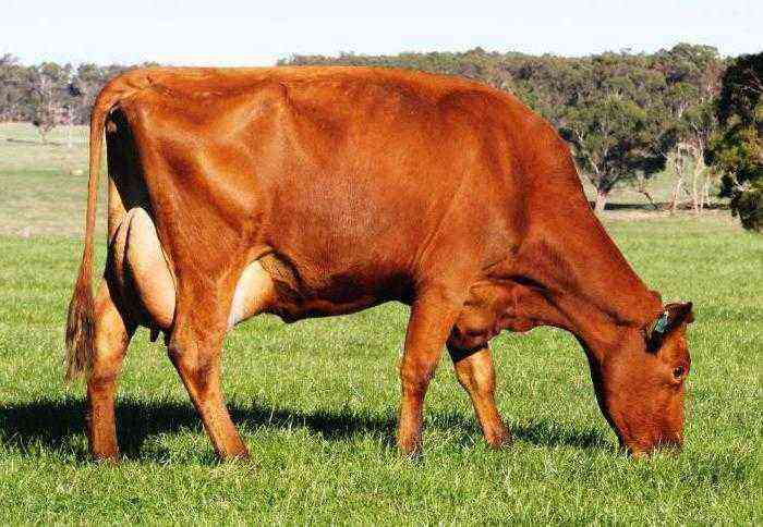 Red steppe breed of cows