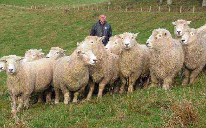 Appearance of romney march sheep