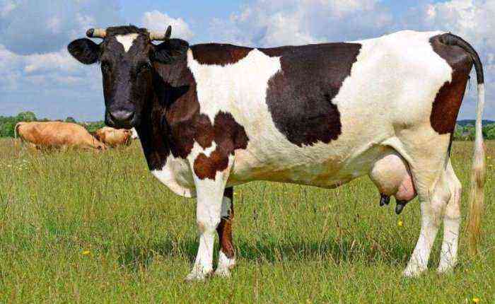 Ruminal acidosis in cows