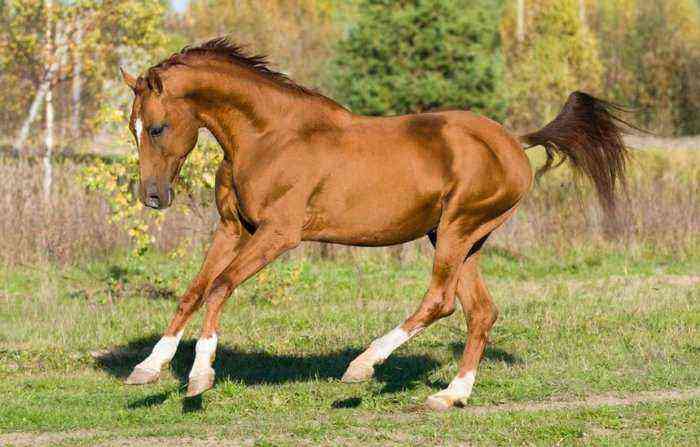 Russian horse breeds