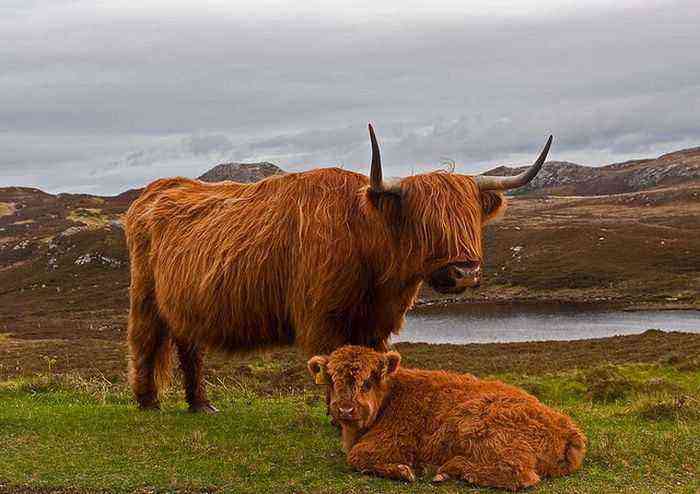 Scottish cow breed