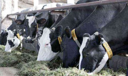 Service period in cows