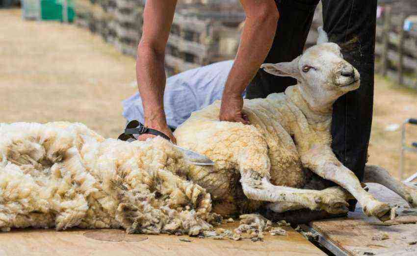 Sheep shearing by hand