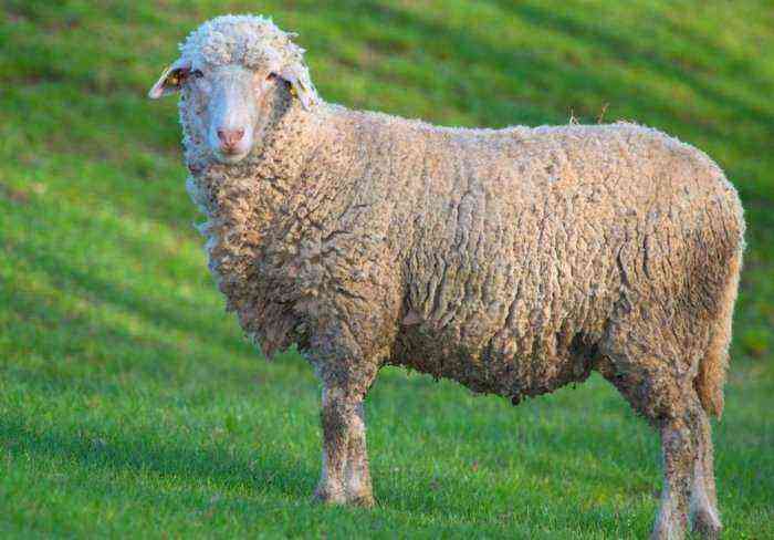 Sheep Prekos