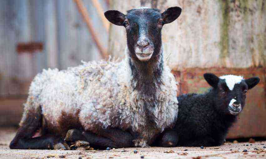 Sheep breed Romanovskaya: appearance, advantages and disadvantages, care