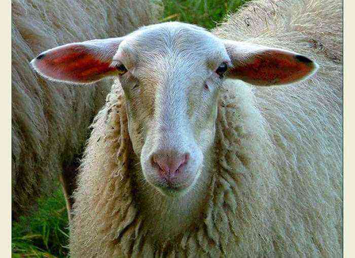 Sheep of the Saraja breed