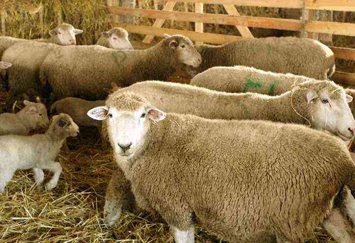 Sheep breed
