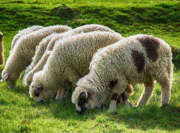 Sheep breeding as a business