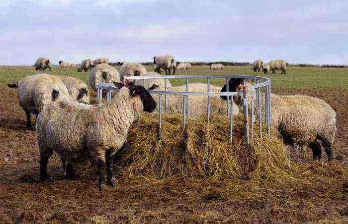 Sheep feeder