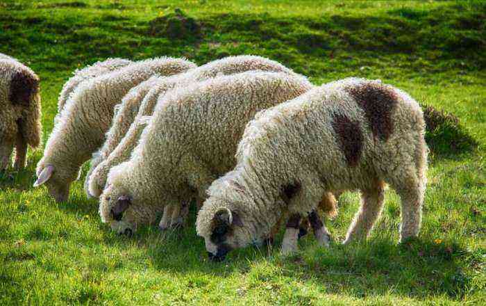 Lambs grazing