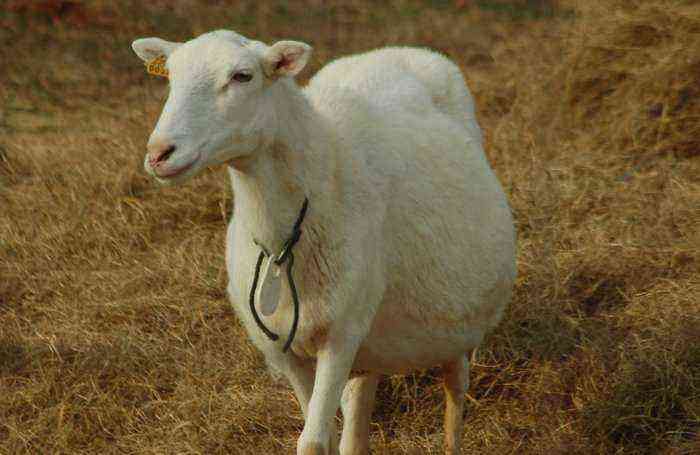 Sheep insemination and mating
