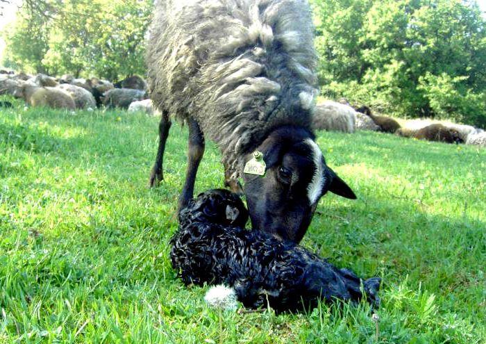 Sheep's lamb