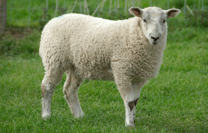 Sheep lambing