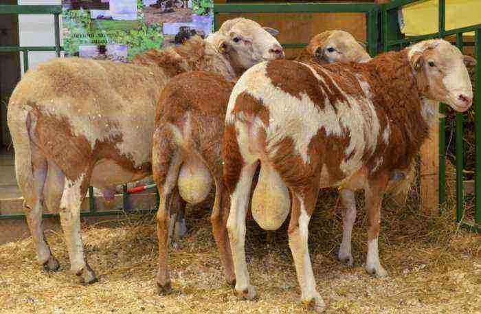 Katum sheep breed