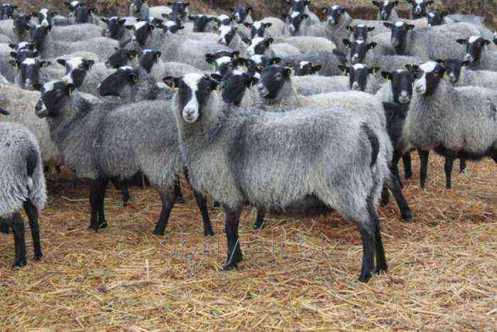 Sheep of the Romanov breed