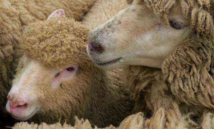 Sheep pasteurellosis