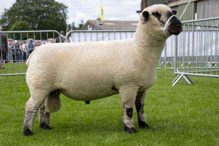 Texel sheep have a strong build