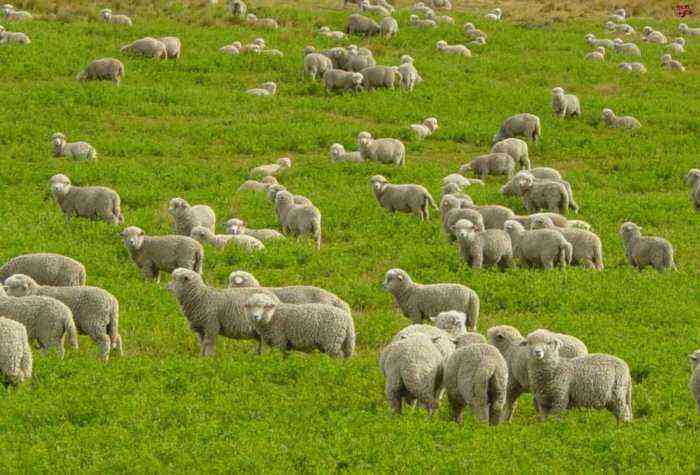 Sheep wool processing