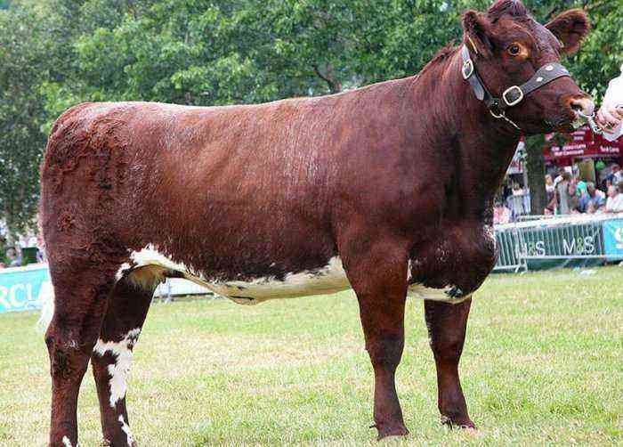 Shorthorn cow breed