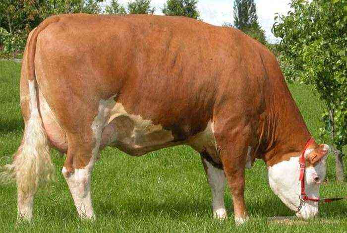 Simmental breed of cows