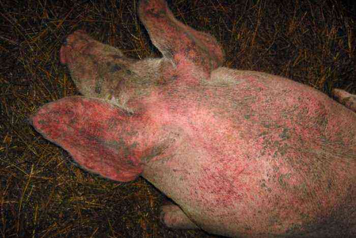 Skin diseases of pigs and piglets
