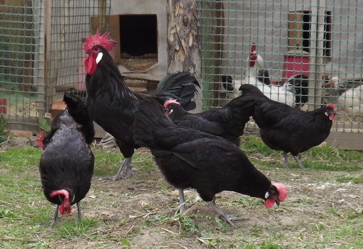 Spanish chickens. Feeding and care