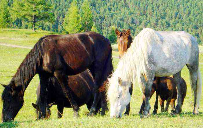 Steppe horse of the Buryat breed