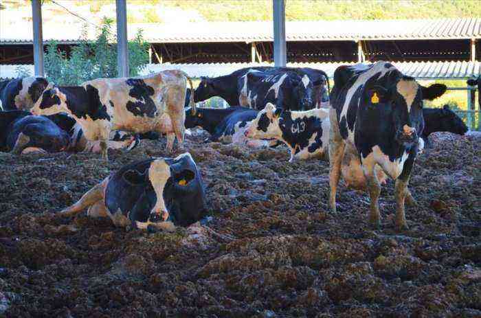 Symptoms and treatment of clostridium in cattle