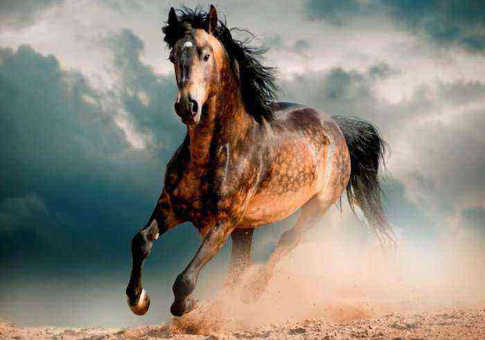Mustang horse breed