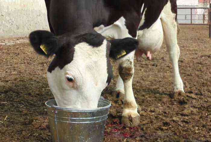 The cow has calved: what to do next?