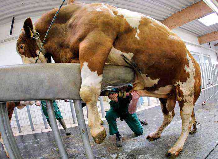 The inseminator bull and its proper maintenance