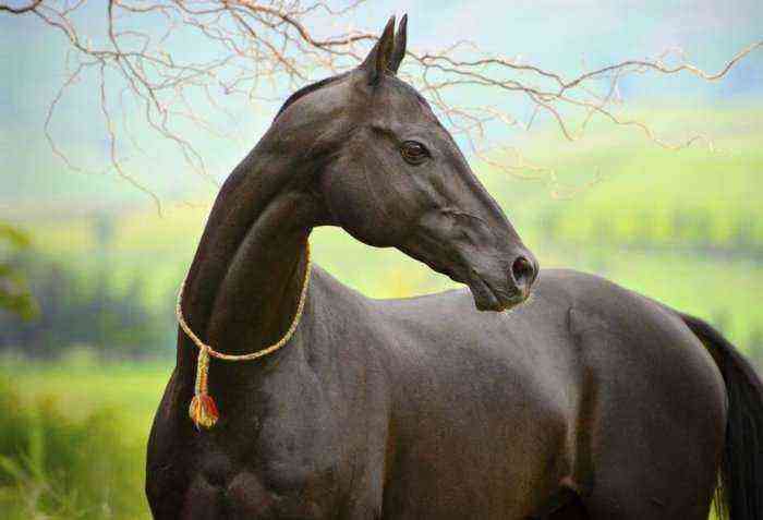 Akhal-Teke horse breed