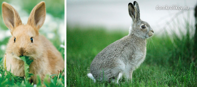 Treatment of diarrhea in rabbits at home