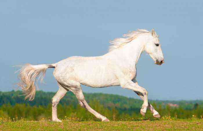 Trotting horse breeds