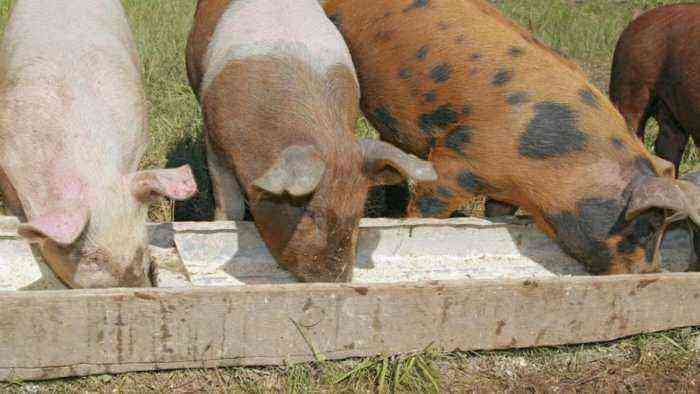 The size of the trough depends on the age of the pigs.