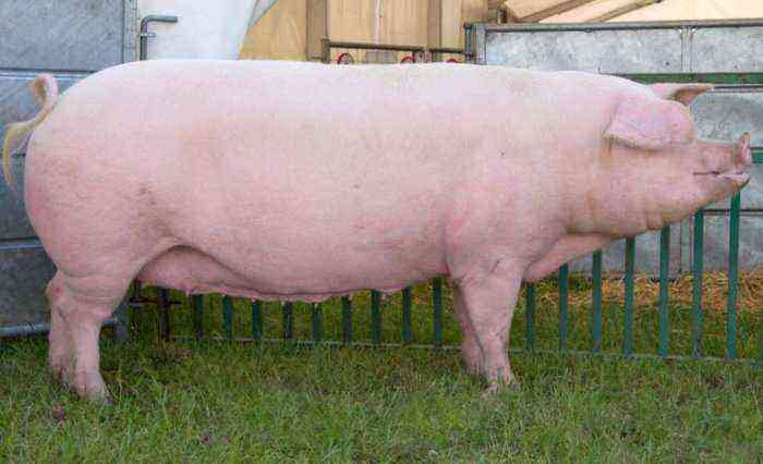 Types and technology of fattening pigs