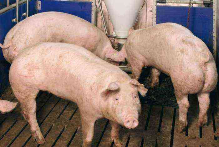 Feed mixtures for pregnant pigs