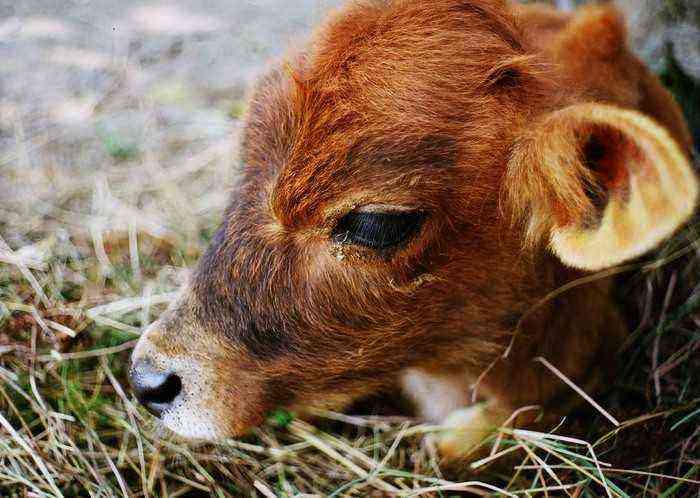 Types of infections in calves and cattle