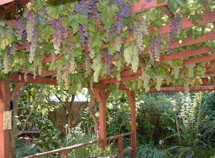 Types of supports for grapes and their use