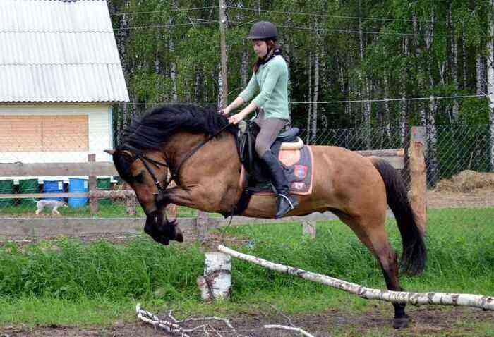 Vyatka horse in equestrian sport