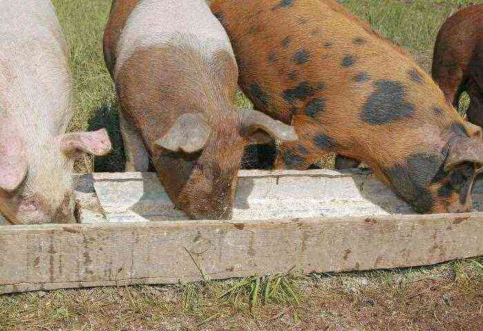 What and how to feed piglets of different ages?