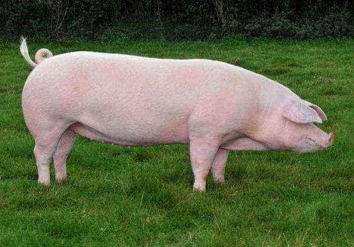 What are herbivorous pigs?